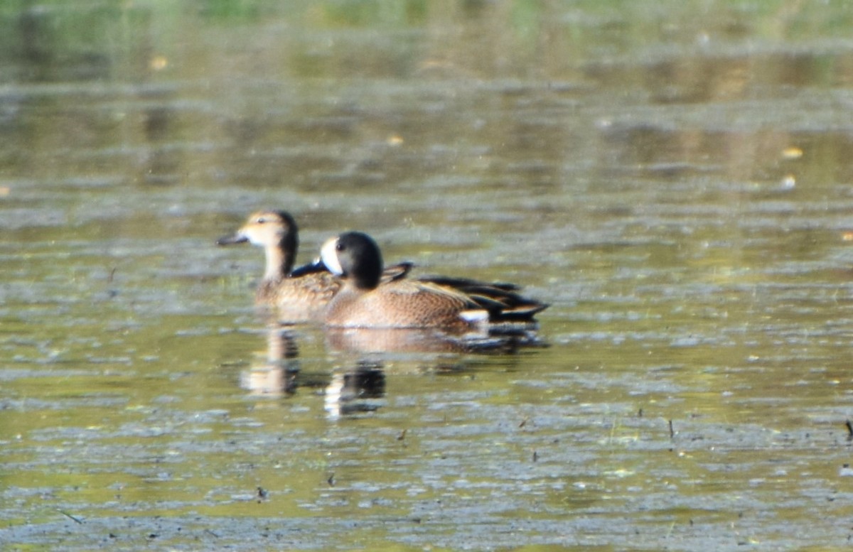 Blue-winged Teal - ML617753541