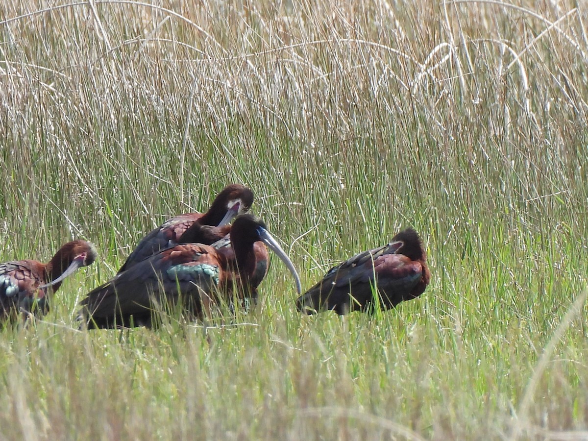 Glossy Ibis - ML617753554