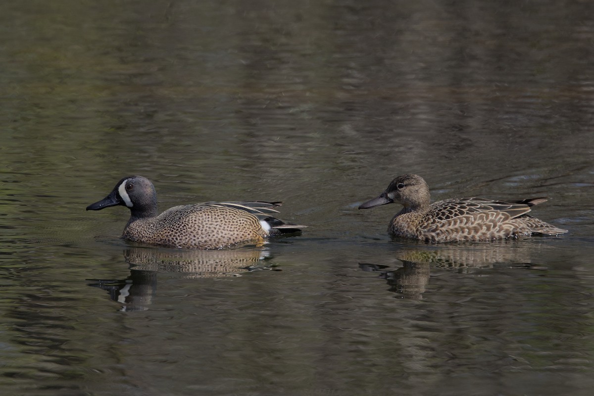 Blue-winged Teal - ML617753560