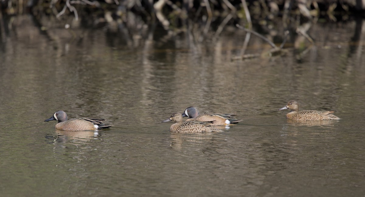 Blue-winged Teal - ML617753561