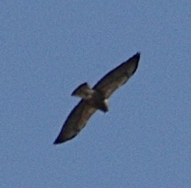 Swainson's Hawk - ML617753591