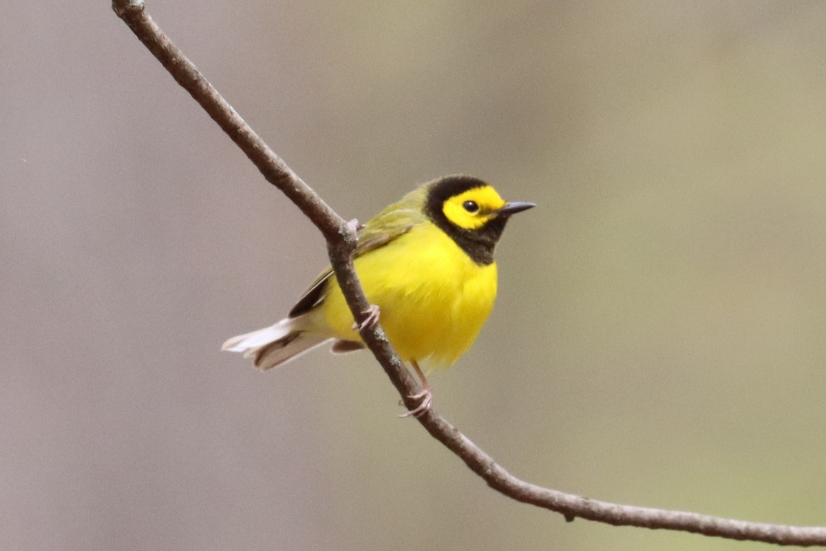 Hooded Warbler - ML617753655