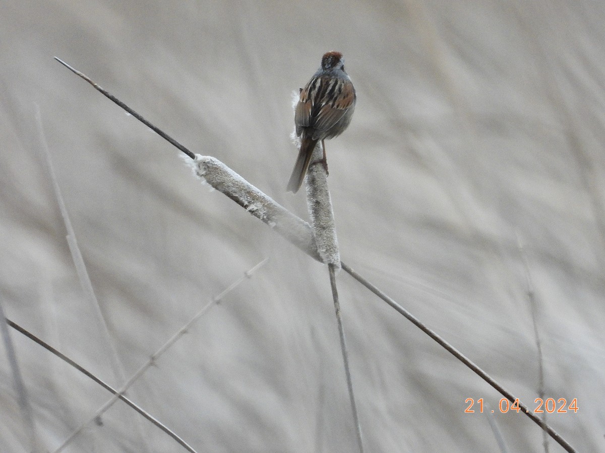 Swamp Sparrow - ML617753670