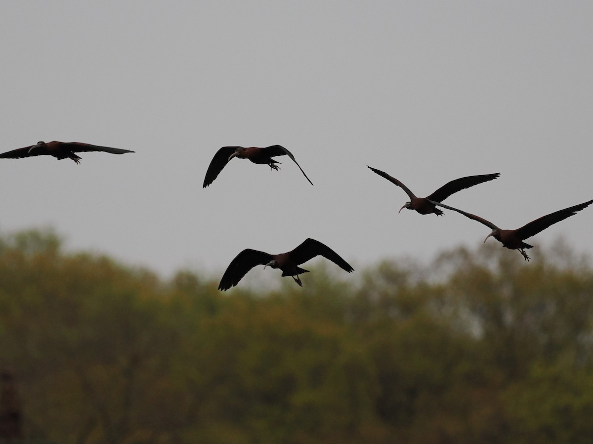 Glossy Ibis - ML617753687