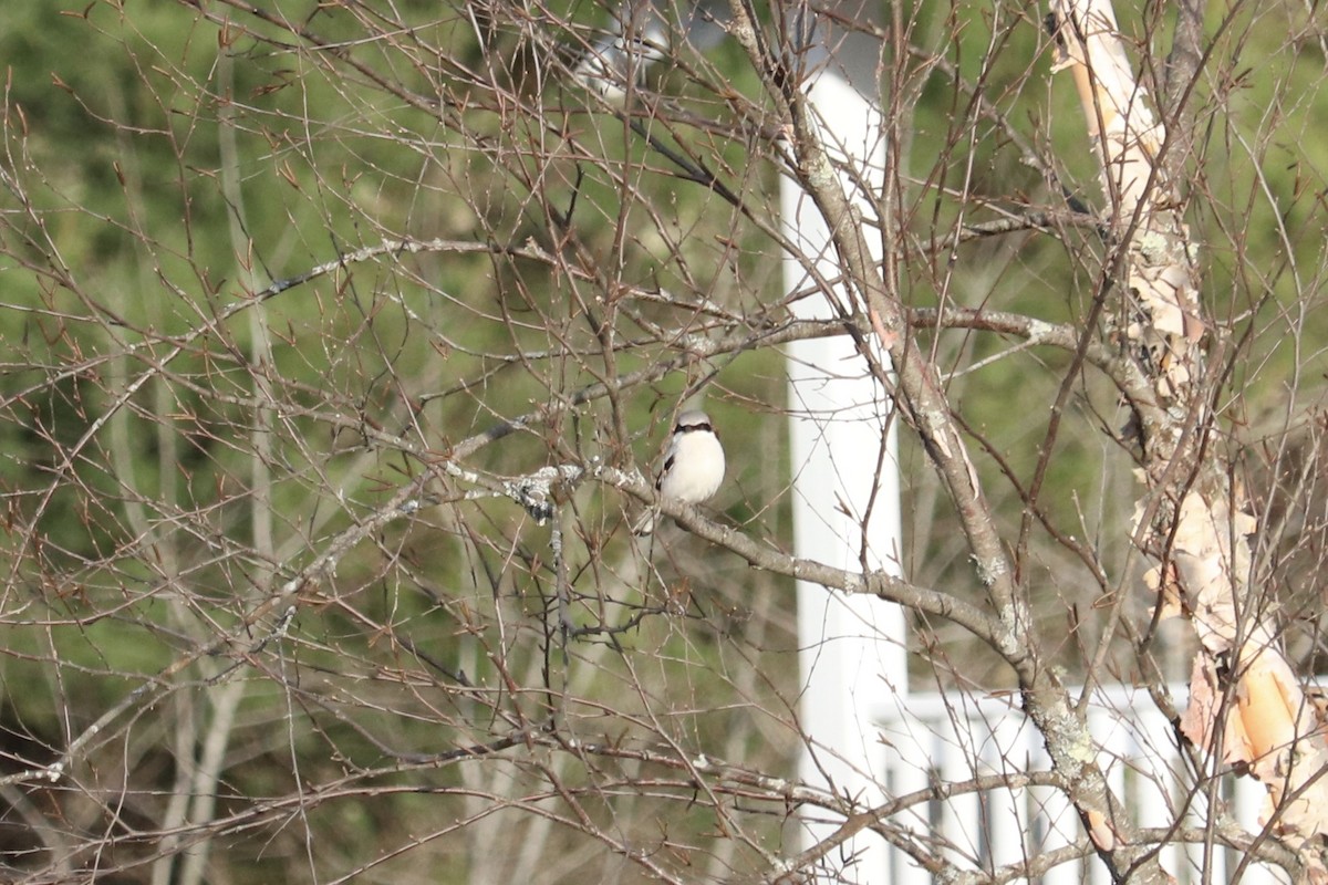 Loggerhead Shrike - Oskar Mattes