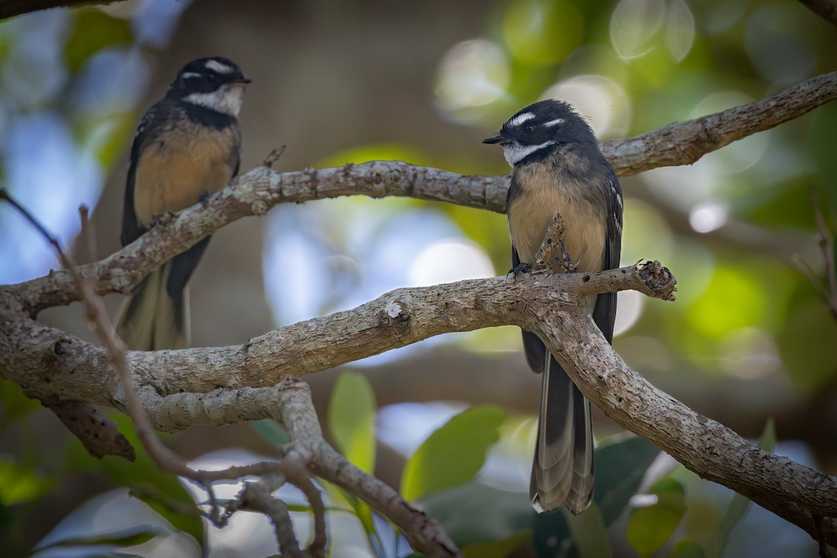 Gray Fantail - Trevor Evans