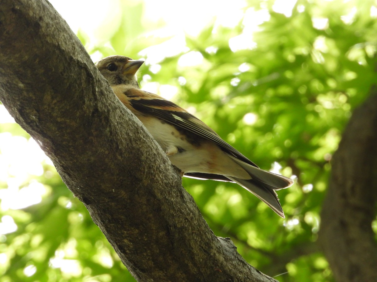 Brambling - Kirk Doerger