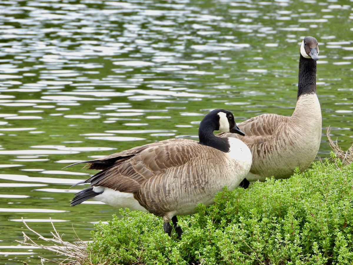 Canada Goose - Kathy Burba