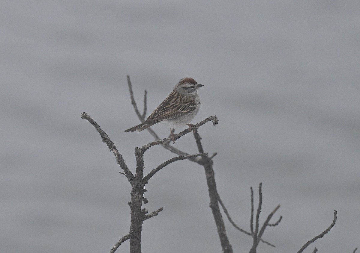 Chipping Sparrow - Keri Bowling