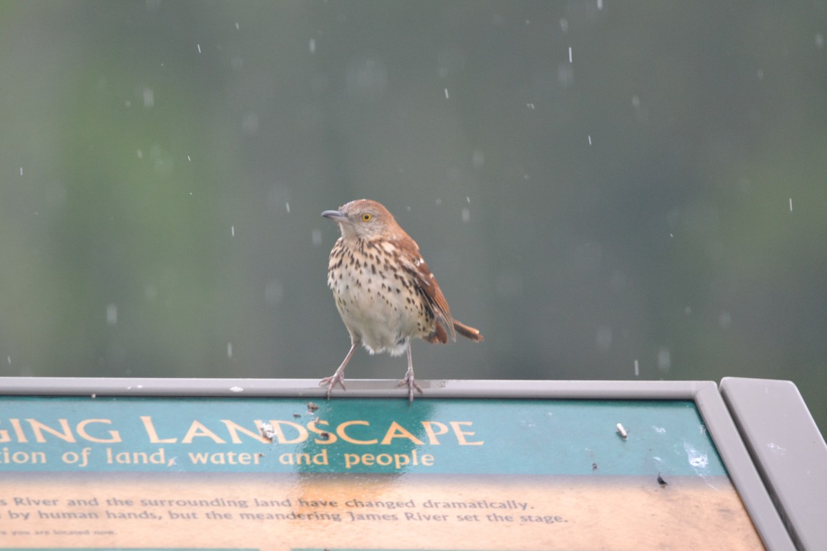 Brown Thrasher - ML617753755