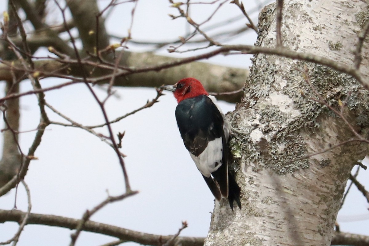 Red-headed Woodpecker - ML617753798