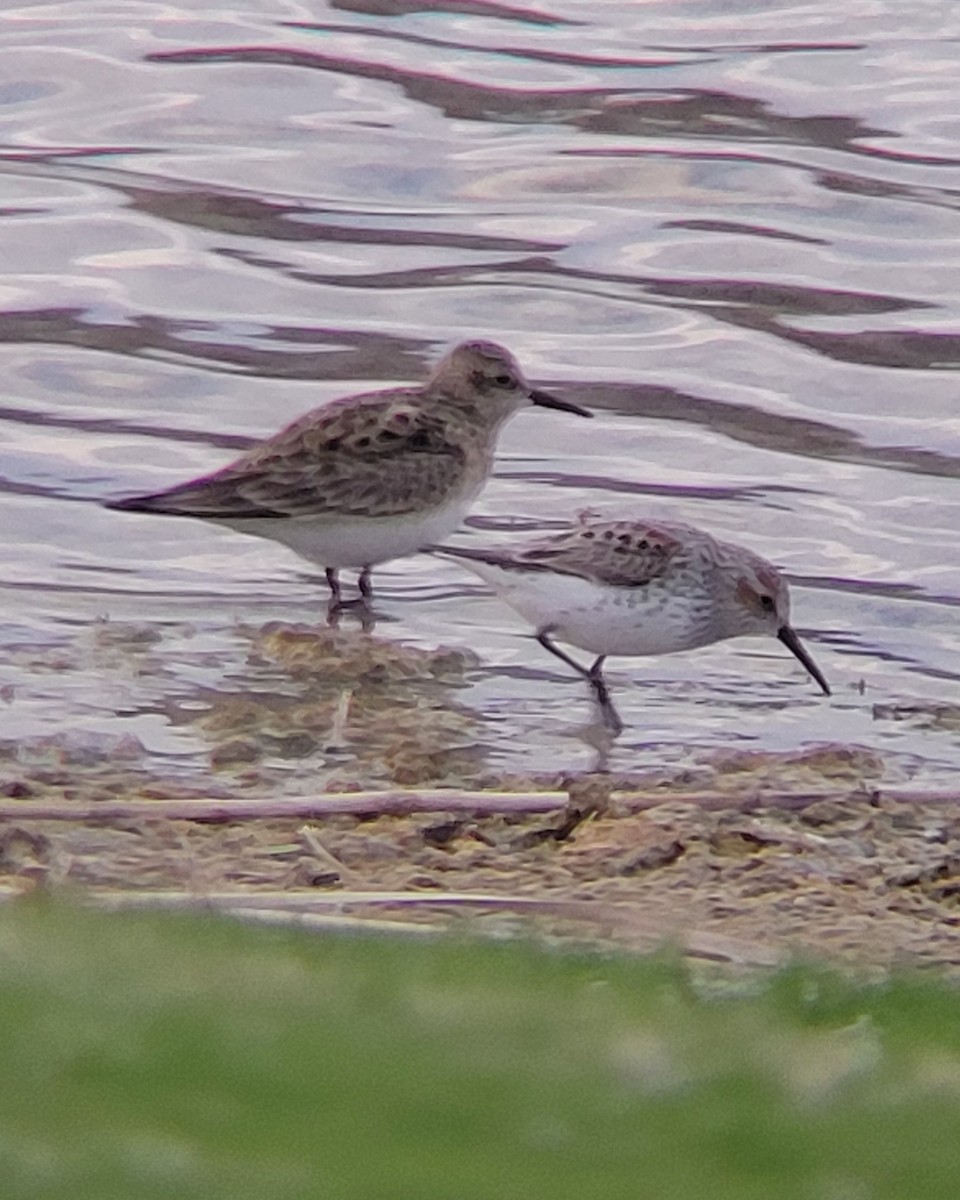 Western Sandpiper - ML617753802