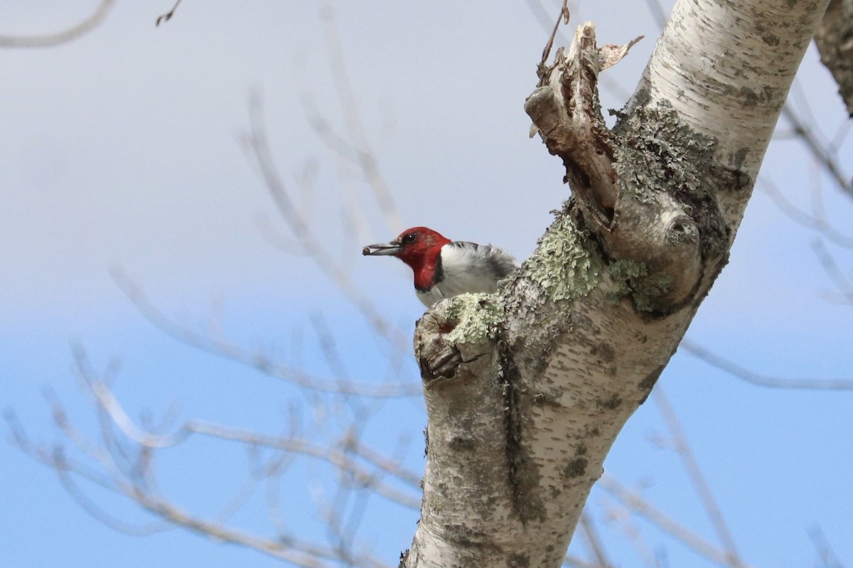 Red-headed Woodpecker - ML617753805
