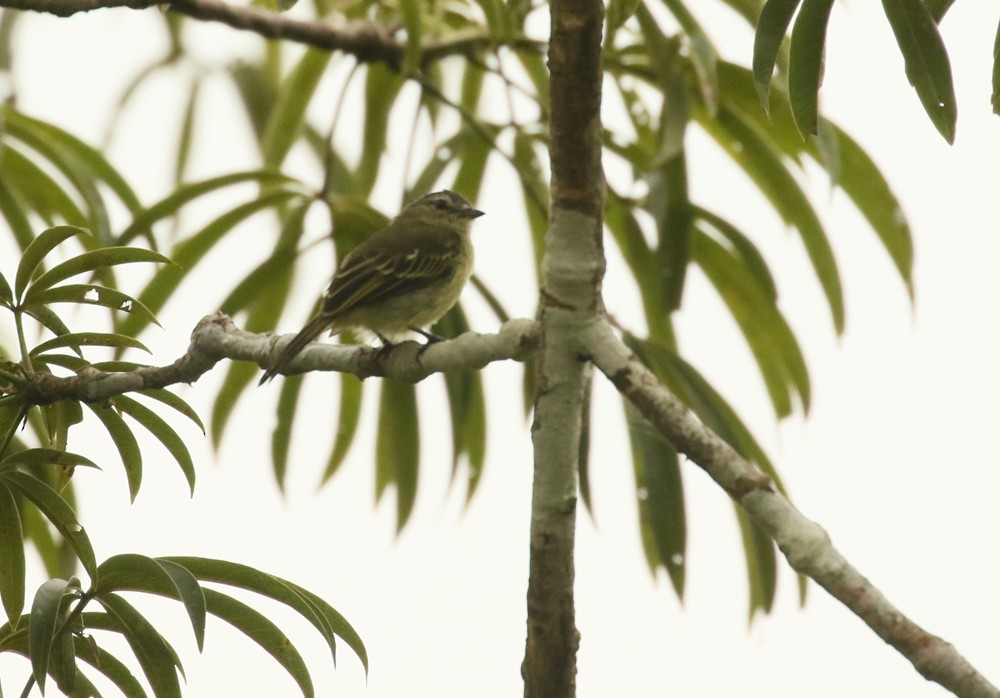 Slender-footed Tyrannulet - ML617753827