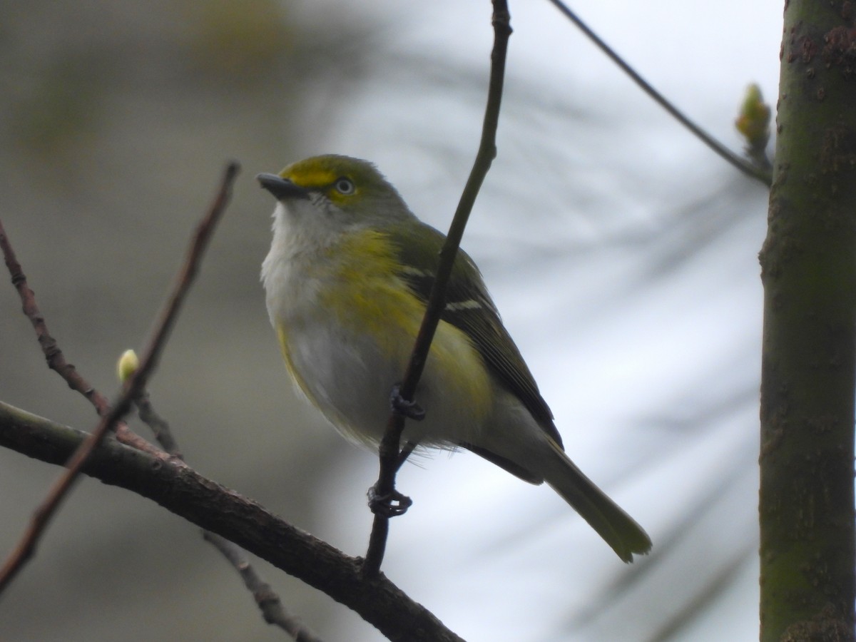 White-eyed Vireo - ML617753828