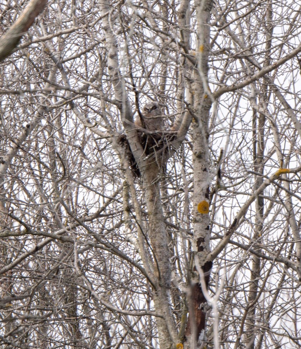 Great Horned Owl - ML617753838