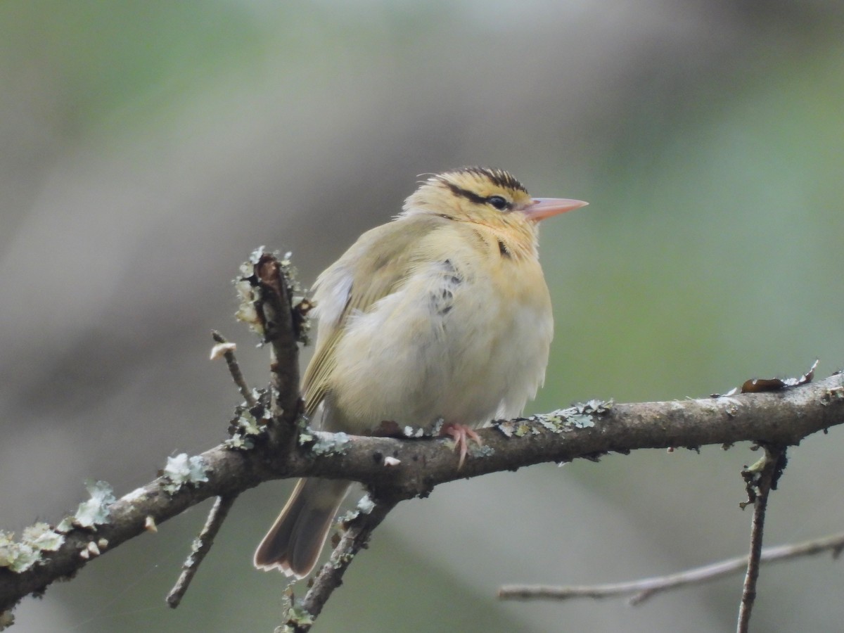 Worm-eating Warbler - ML617753856