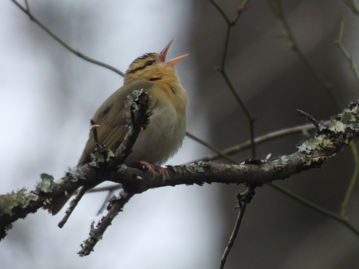 Worm-eating Warbler - ML617753859