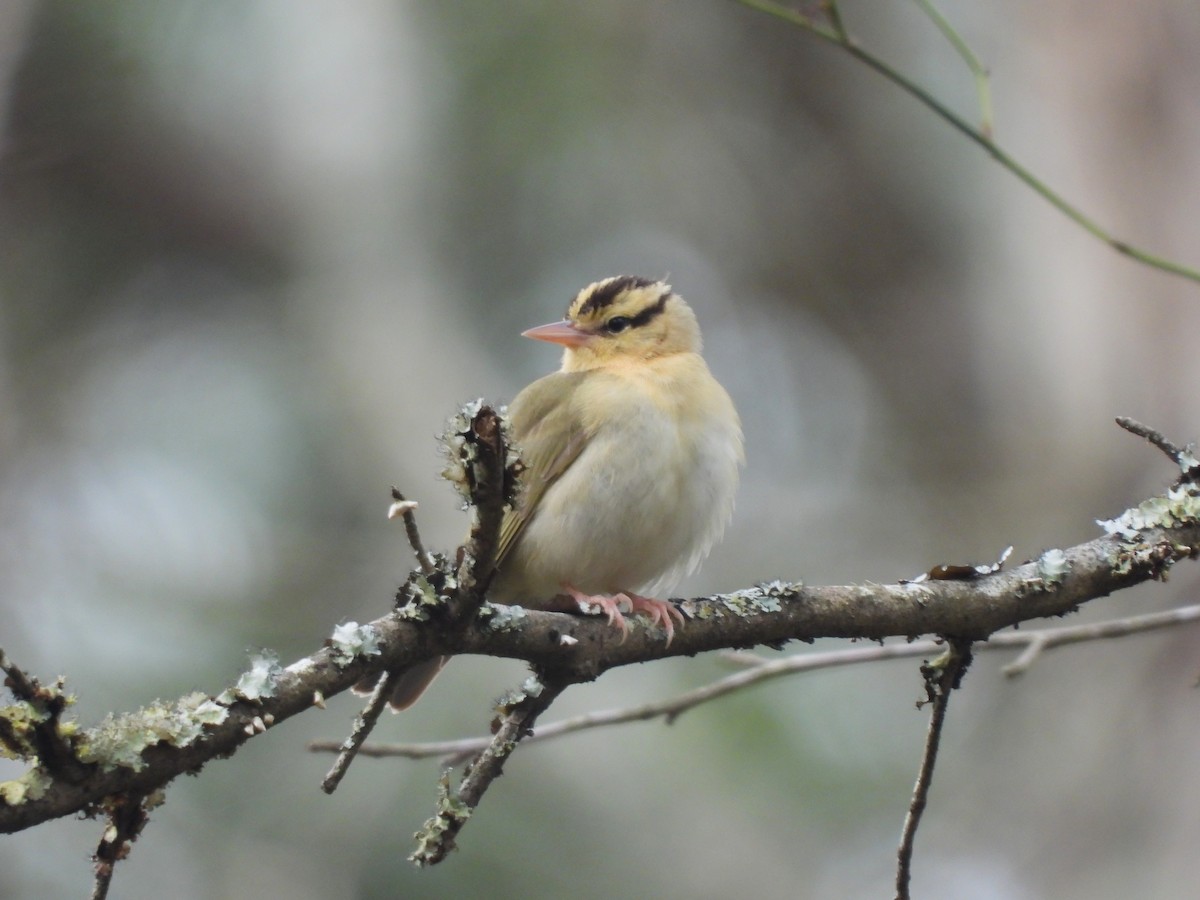 Worm-eating Warbler - ML617753861