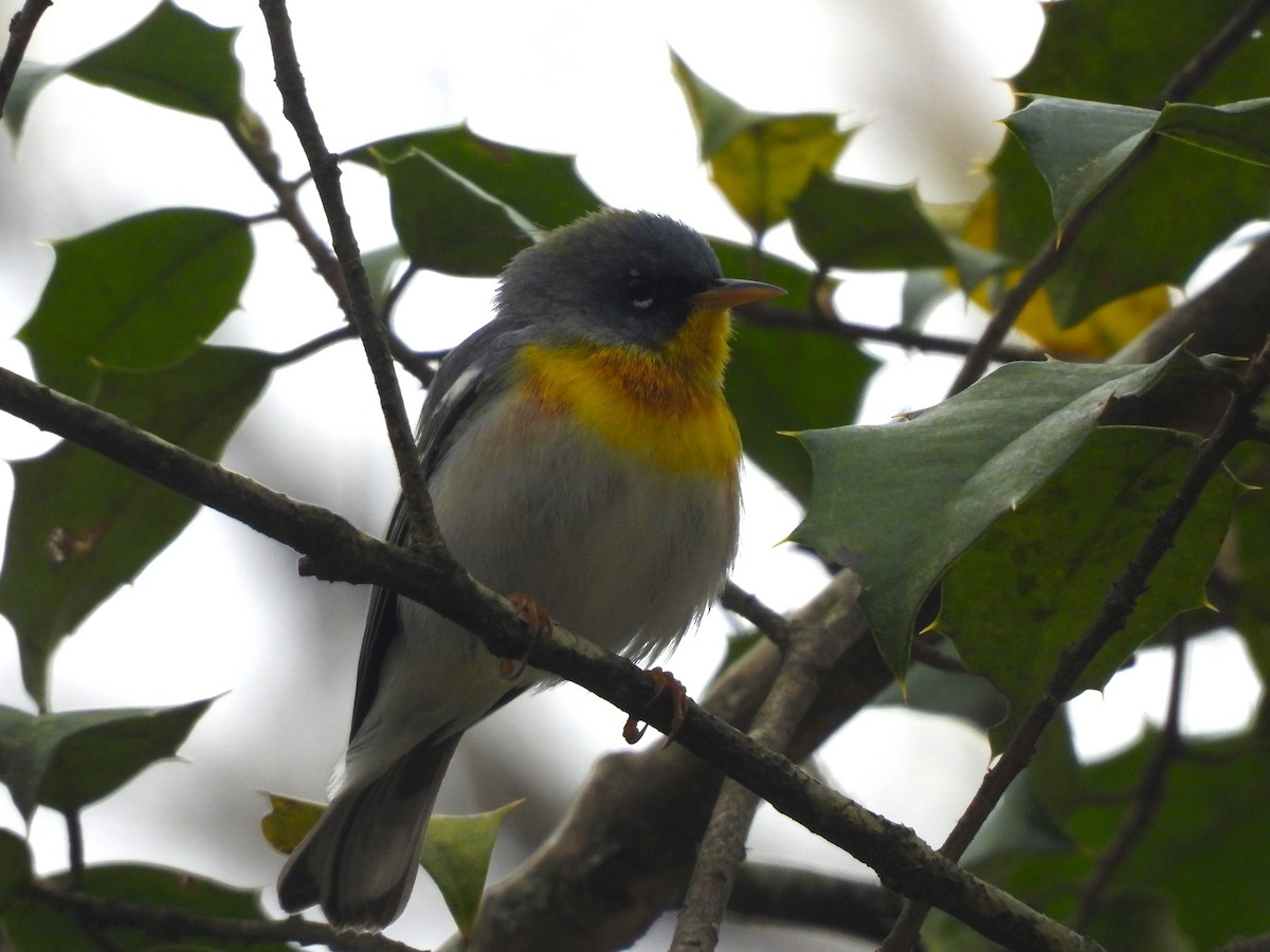 Northern Parula - ML617753877