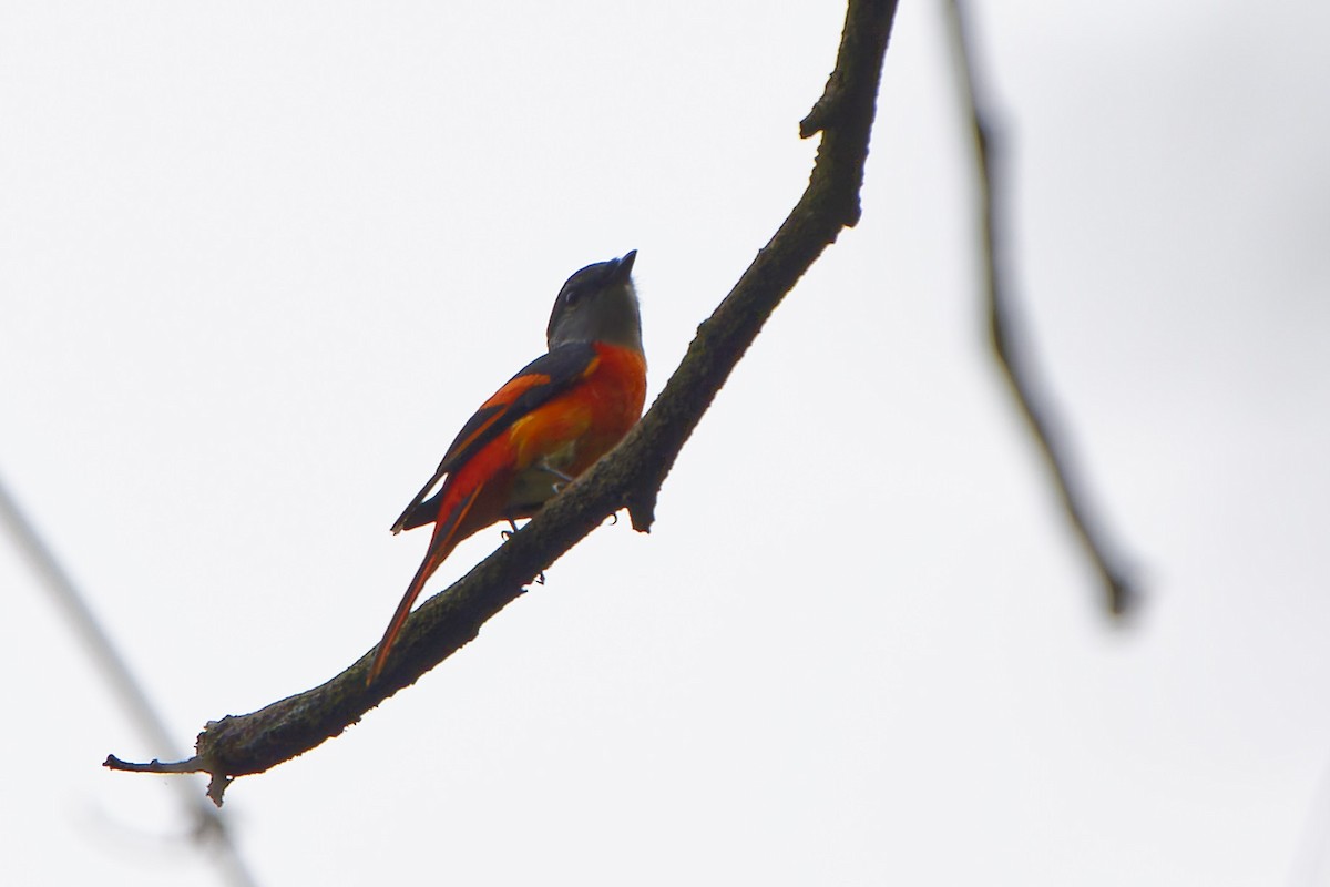 Gray-chinned Minivet - William Hemstrom