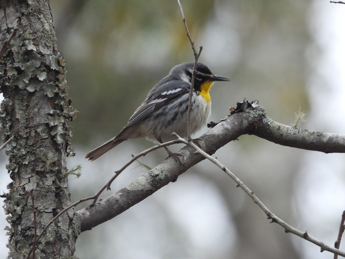 Yellow-throated Warbler - ML617753898