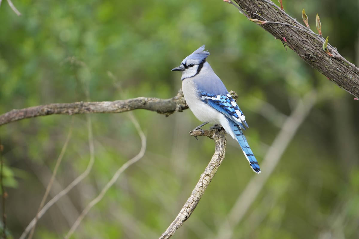 Blue Jay - ML617753904