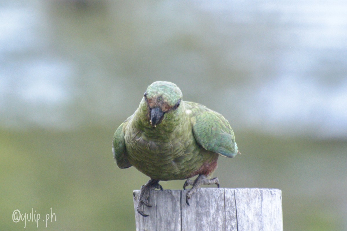 Austral Parakeet - ML617753939