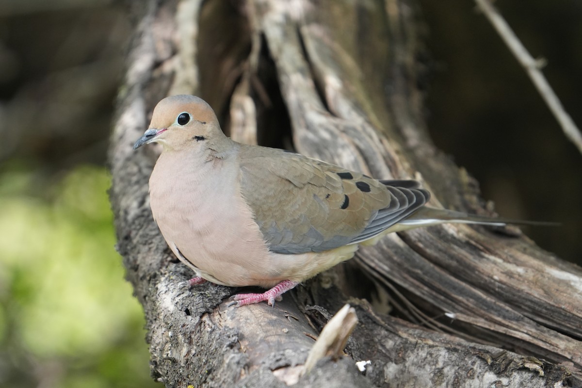 Mourning Dove - ML617753990