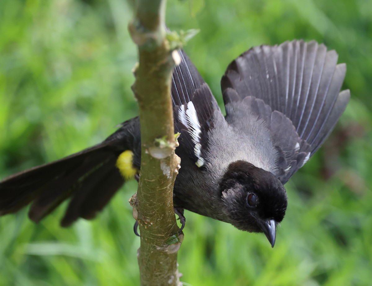 Yellow-thighed Brushfinch - ML617754020