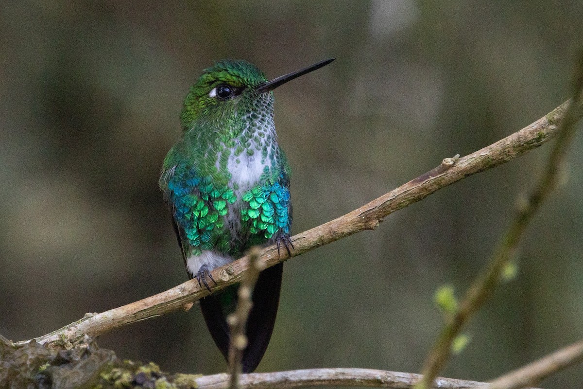 Emerald-bellied Puffleg - ML617754045