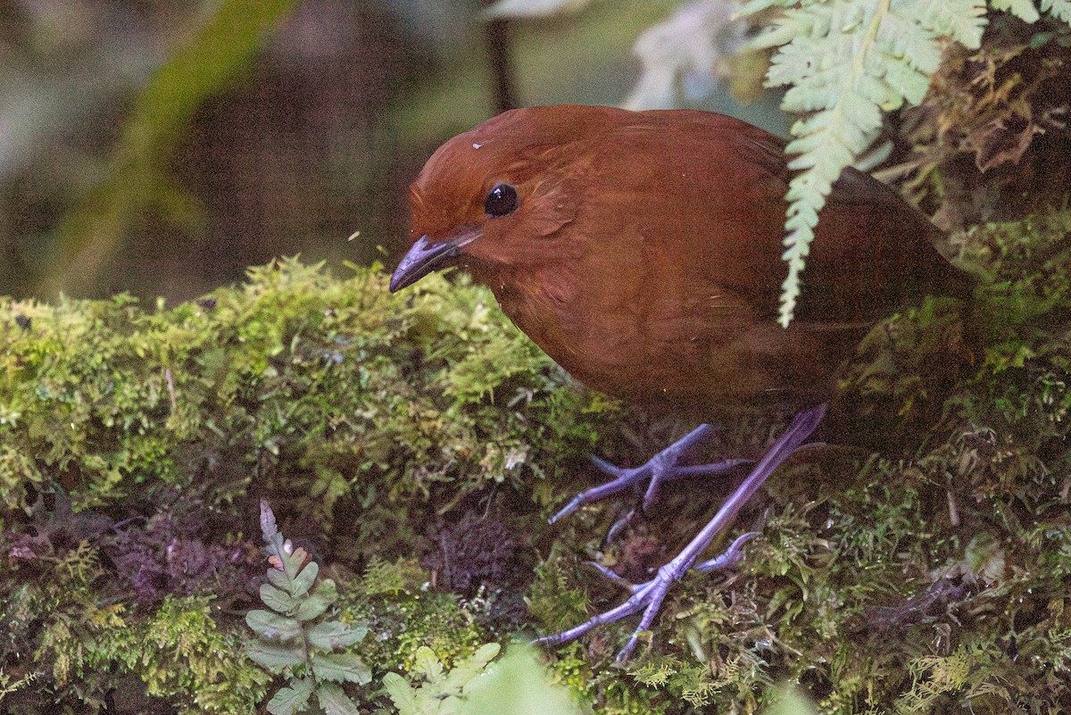 Chestnut Antpitta - ML617754065