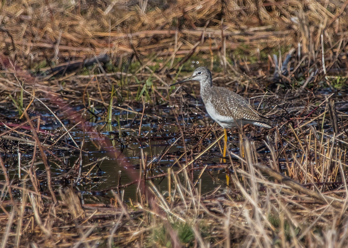 Greater Yellowlegs - ML617754067