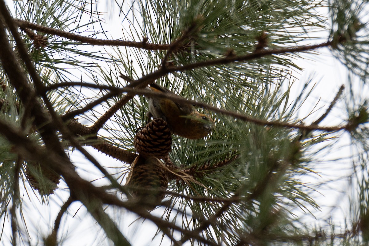 Red Crossbill - ML617754116