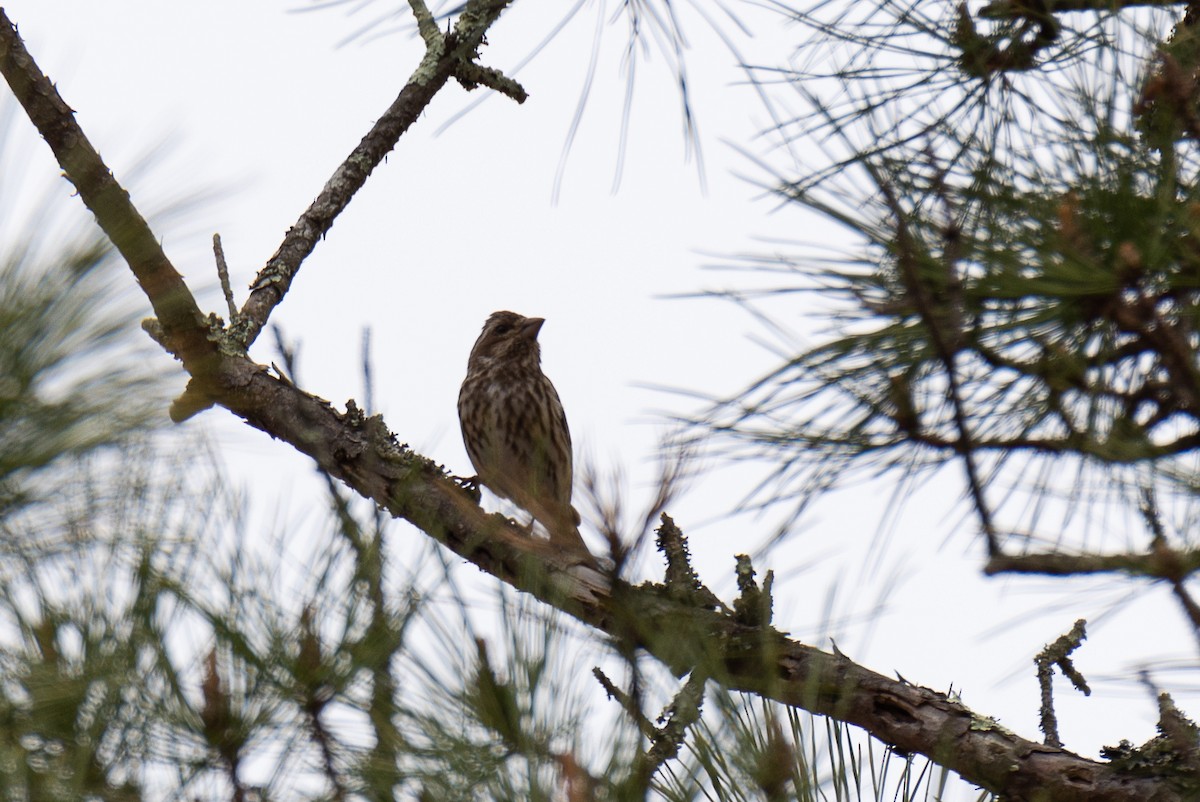 Purple Finch - David Mozzoni