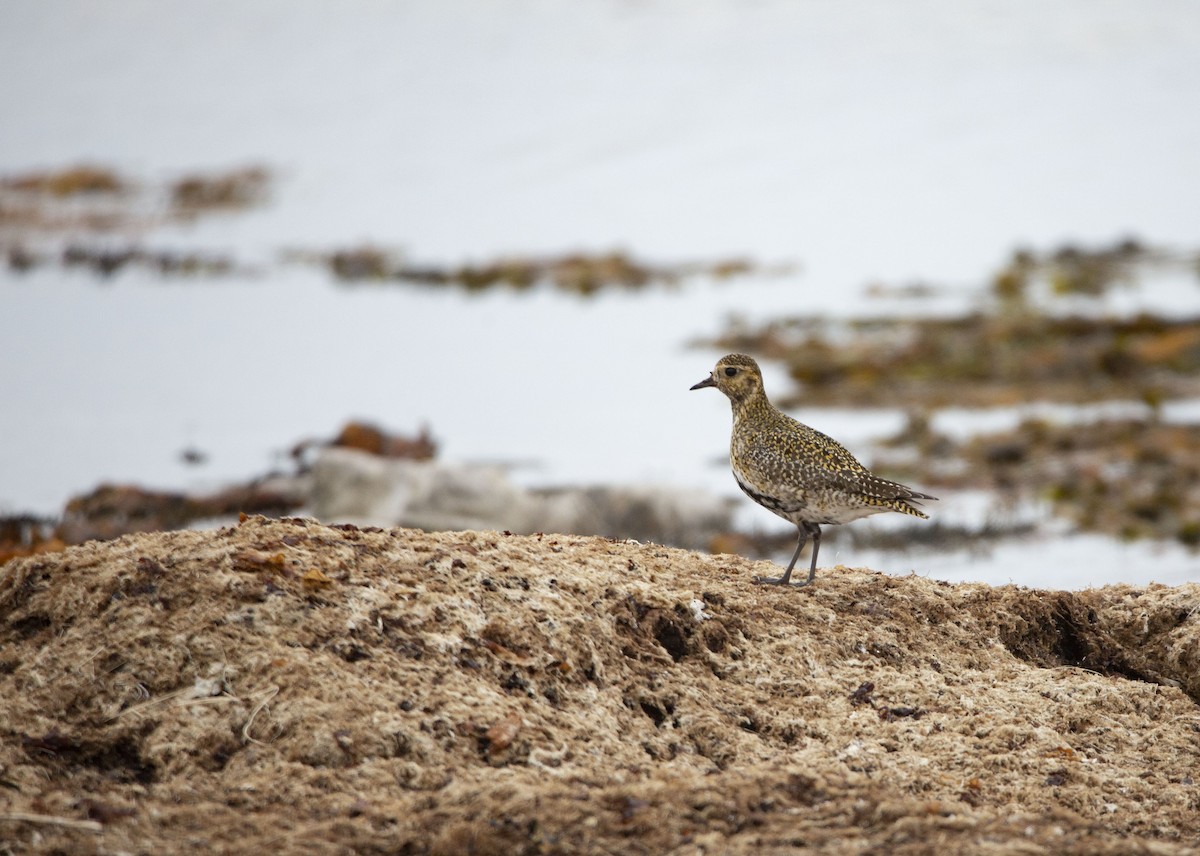 Chorlito Dorado Europeo - ML617754125