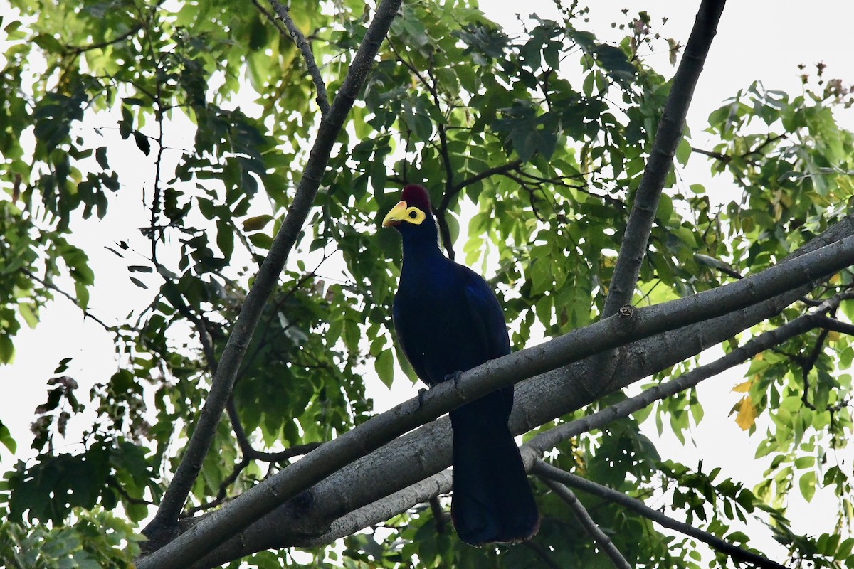 Ross's Turaco - ML617754136