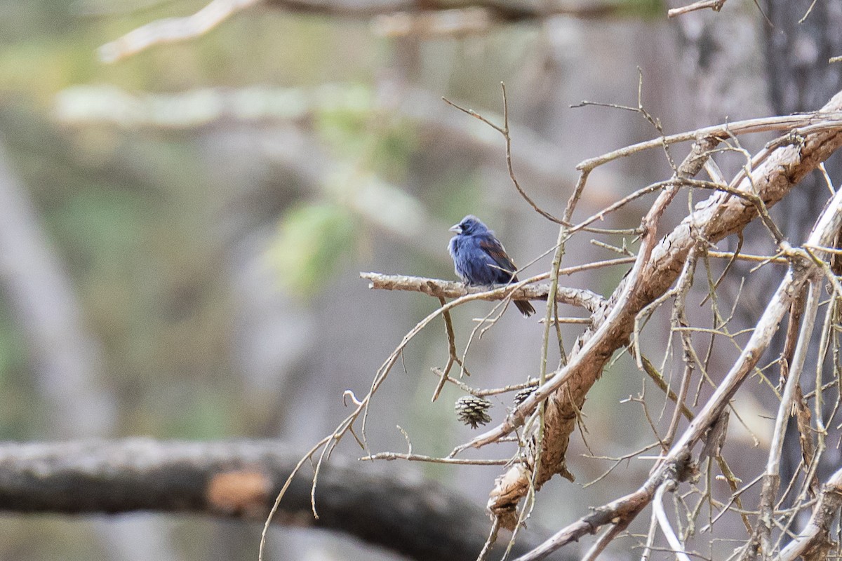 Blue Grosbeak - ML617754140