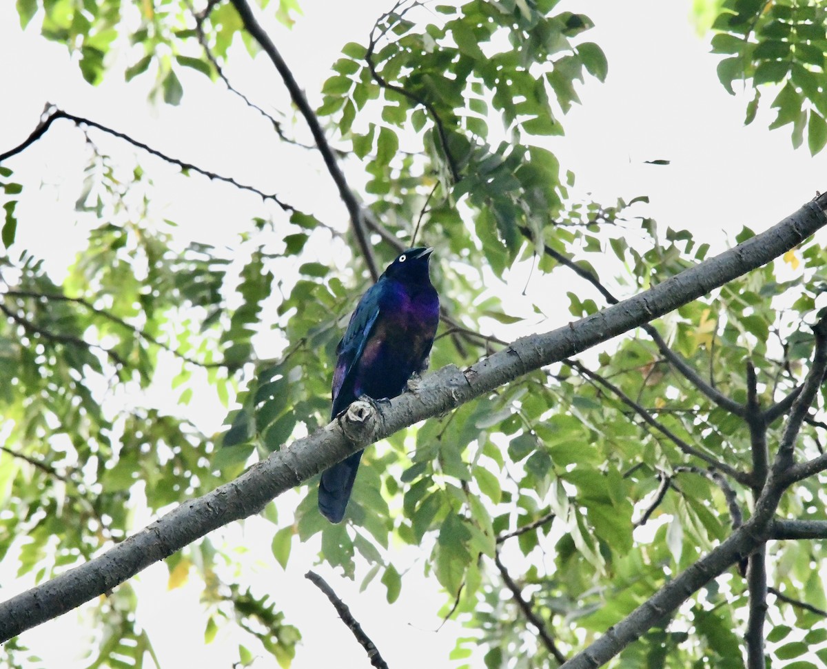 Splendid Starling - ML617754149