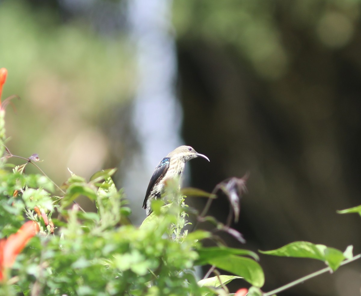 Purple-banded Sunbird - ML617754161