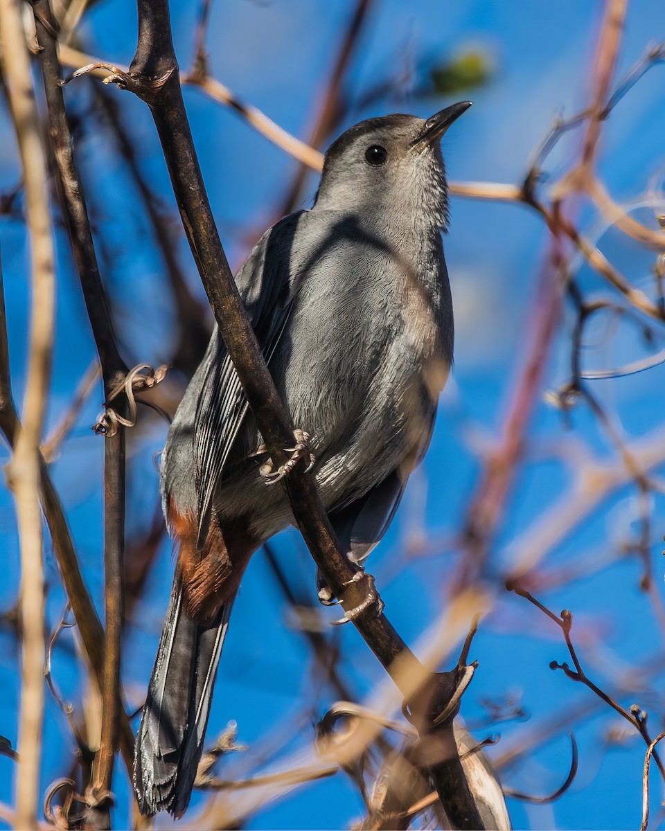 Gray Catbird - ML617754171