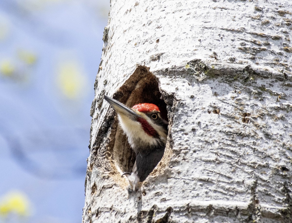 Pileated Woodpecker - ML617754187