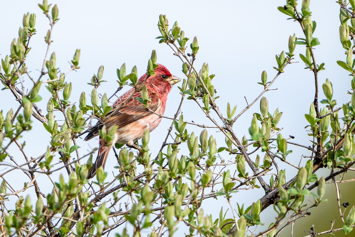 Purple Finch - Yong Chen