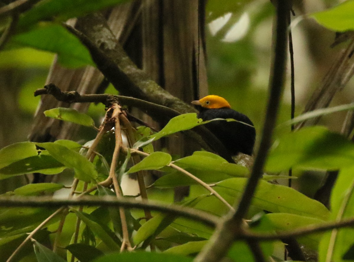 Golden-headed Manakin - ML617754269