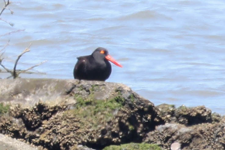 Black Oystercatcher - ML617754290