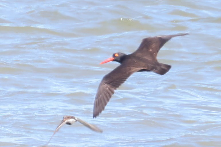 Black Oystercatcher - ML617754291