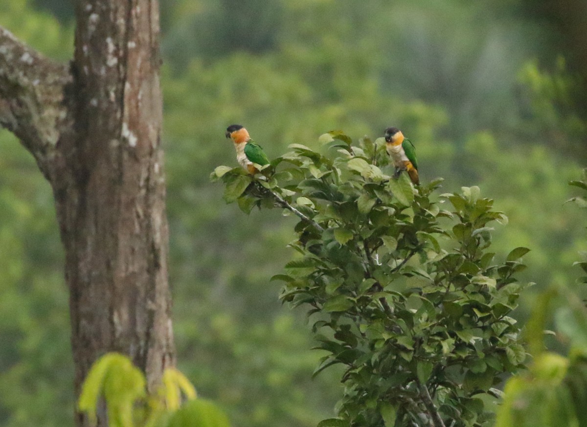 Black-headed Parrot - Matt Hysell