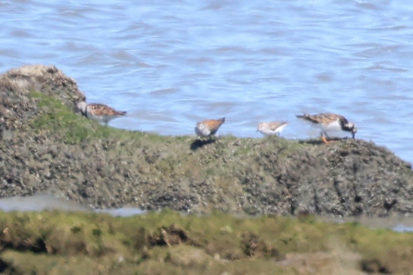 Ruddy Turnstone - ML617754316