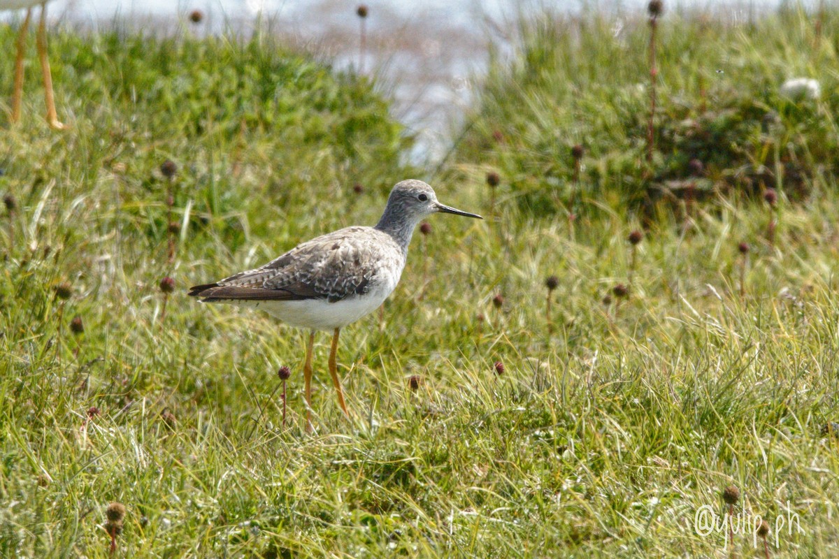 Lesser Yellowlegs - ML617754335