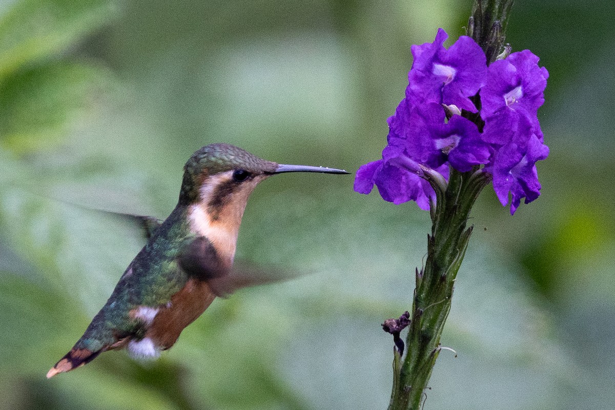 Colibri bourdon - ML617754385